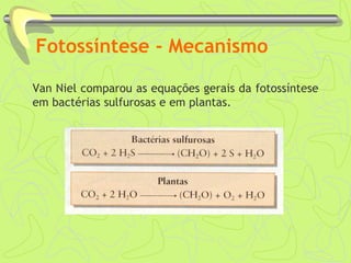 Fotossíntese - Mecanismo
Van Niel comparou as equações gerais da fotossíntese
em bactérias sulfurosas e em plantas.
 