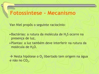 Fotossíntese - Mecanismo
Van Niel propôs o seguinte raciocínio:
•Bactérias: a rutura da molécula de H2S ocorre na
presença de luz,
•Plantas: a luz também deve interferir na rutura da
molécula de H2O.
 Nesta hipótese o O2 libertado tem origem na água
e não no CO2.
 