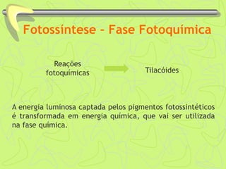 Fotossíntese – Fase Fotoquímica
A energia luminosa captada pelos pigmentos fotossintéticos
é transformada em energia química, que vai ser utilizada
na fase química.
Reações
fotoquímicas Tilacóides
 