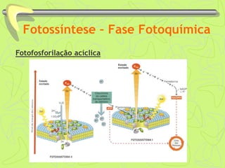 Fotossíntese – Fase Fotoquímica
Fotofosforilação acíclica
 