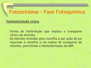 Fotossíntese – Fase Fotoquímica
Fotofosforilação cíclica
Forma de fosforilação que implica o transporte
cíclico de eletrões.
Os eletrões emitidos pela clorofila a por ação da luz
retornam à clorofila a via cadeia de transporte de
eletrões, permitindo a fotofosforilação de ADP.
 