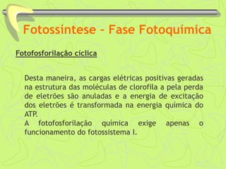 Fotossíntese – Fase Fotoquímica
Fotofosforilação cíclica
Desta maneira, as cargas elétricas positivas geradas
na estrutura das moléculas de clorofila a pela perda
de eletrões são anuladas e a energia de excitação
dos eletrões é transformada na energia química do
ATP.
A fotofosforilação química exige apenas o
funcionamento do fotossistema I.
 