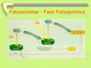 Fotossíntese – Fase Fotoquímica
 