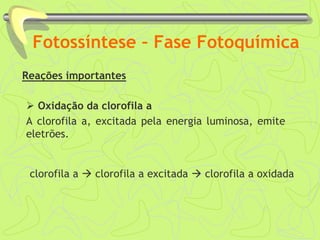 Fotossíntese – Fase Fotoquímica
Reações importantes
 Oxidação da clorofila a
A clorofila a, excitada pela energia luminosa, emite
eletrões.
clorofila a  clorofila a excitada  clorofila a oxidada
 