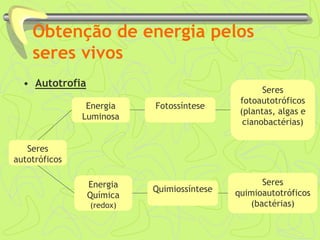 Obtenção de energia pelos
seres vivos
• Autotrofia
Seres
autotróficos
Energia
Luminosa
Energia
Química
(redox)
Fotossíntese
Quimiossíntese
Seres
fotoautotróficos
(plantas, algas e
cianobactérias)
Seres
quimioautotróficos
(bactérias)
 