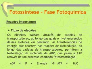 Fotossíntese – Fase Fotoquímica
Reações importantes
 Fluxo de eletrões
Os eletrões passam através de cadeias de
transportadores, ao longo das quais o nível energético
desses eletrões vai baixando. As transferências de
energia que ocorrem nas reações de oxirredução, ao
longo das cadeias de transportadores, permitem a
fosforilação da molécula de ADP, que passa a ATP
através de um processo chamado fotofosforilação.
ADP + P + Energia  ATP + H2O
 