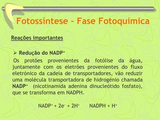 Fotossíntese – Fase Fotoquímica
Reações importantes
 Redução do NADP+
Os protões provenientes da fotólise da água,
juntamente com os eletrões provenientes do fluxo
eletrónico da cadeia de transportadores, vão reduzir
uma molécula transportadora de hidrogénio chamada
NADP+ (nicotinamida adenina dinucleótido fosfato),
que se transforma em NADPH.
NADP+ + 2e- + 2H+ NADPH + H+
 