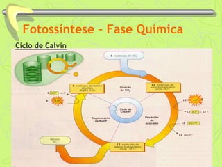 Fotossíntese – Fase Química
Ciclo de Calvin
 