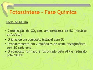 Fotossíntese – Fase Química
Ciclo de Calvin
• Combinação de CO2 com um composto de 5C (ribulose
disfosfato)
• Origina-se um composto instável com 6C
• Desdobramento em 2 moléculas de ácido fosfoglicérico,
com 3C cada uma
• O composto formado é fosforilado pelo ATP e reduzido
pelo NADPH
 