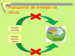 Transporte de energia na
célula
Energia
Luminosa
Energia
Química
(redox)
 