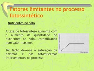 Fatores limitantes no processo
fotossintético
Nutrientes no solo
A taxa de fotossíntese aumenta com
o aumento da quantidade de
nutrientes no solo, estabilizando
num valor máximo.
Tal facto deve-se à saturação da
enzimas e dos fotossistemas
intervenientes no processo.
 