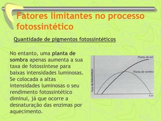 Fatores limitantes no processo
fotossintético
Quantidade de pigmentos fotossintéticos
No entanto, uma planta de
sombra apenas aumenta a sua
taxa de fotossíntese para
baixas intensidades luminosas.
Se colocada a altas
intensidades luminosas o seu
rendimento fotossintético
diminui, já que ocorre a
desnaturação das enzimas por
aquecimento.
 