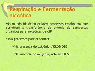 Respiração e Fermentação
alcoólica
•No mundo biológico existem processos catabólicos que
permitem a transferência de energia de compostos
orgânicos para moléculas de ATP.
• Tais processos podem ocorrer:
Na presença de oxigénio, AEROBIOSE
Na ausência de oxigénio, ANAEROBIOSE
 