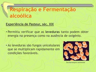 Respiração e Fermentação
alcoólica
Experiência de Pasteur, séc. XIX
• Permitiu verificar que as leveduras tanto podem obter
energia na presença como na ausência de oxigénio.
• As leveduras são fungos unicelulares
que se multiplicam rapidamente em
condições favoráveis.
Saccharomyces cerevesiae
 