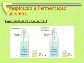 Respiração e Fermentação
alcoólica
Experiência de Pasteur, séc. XIX
 