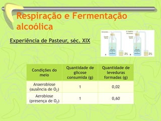 Respiração e Fermentação
alcoólica
Experiência de Pasteur, séc. XIX
Condições do
meio
Quantidade de
glicose
consumida (g)
Quantidade de
leveduras
formadas (g)
Anaerobiose
(ausência de O2)
1 0,02
Aerobiose
(presença de O2)
1 0,60
 