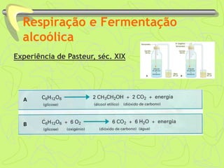 Respiração e Fermentação
alcoólica
Experiência de Pasteur, séc. XIX
 