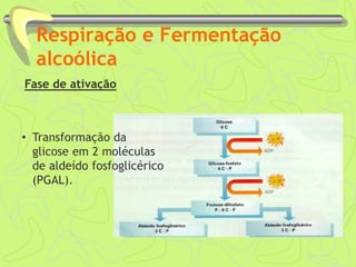 Respiração e Fermentação
alcoólica
Fase de ativação
• Transformação da
glicose em 2 moléculas
de aldeído fosfoglicérico
(PGAL).
 