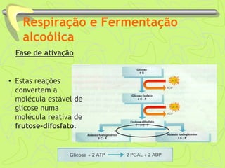 Respiração e Fermentação
alcoólica
Fase de ativação
• Estas reações
convertem a
molécula estável de
glicose numa
molécula reativa de
frutose-difosfato.
 