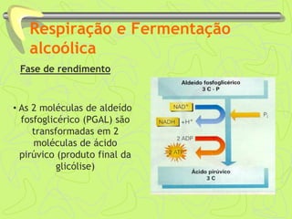 Respiração e Fermentação
alcoólica
Fase de rendimento
• As 2 moléculas de aldeído
fosfoglicérico (PGAL) são
transformadas em 2
moléculas de ácido
pirúvico (produto final da
glicólise)
 
