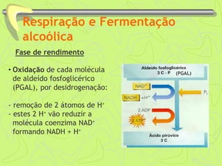 Respiração e Fermentação
alcoólica
Fase de rendimento
• Oxidação de cada molécula
de aldeído fosfoglicérico
(PGAL), por desidrogenação:
- remoção de 2 átomos de H+
- estes 2 H+ vão reduzir a
molécula coenzima NAD+
formando NADH + H+
(PGAL)
 