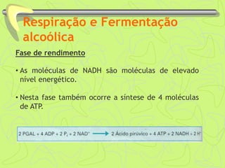 Respiração e Fermentação
alcoólica
Fase de rendimento
• As moléculas de NADH são moléculas de elevado
nível energético.
• Nesta fase também ocorre a síntese de 4 moléculas
de ATP.
 