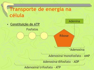 Transporte de energia na
célula
• Constituição do ATP
Ribose
Adenina
Fosfatos
Adenosina
Adenosina monofosfato - AMP
Adenosina difosfato - ADP
Adenosina trifosfato - ATP
 