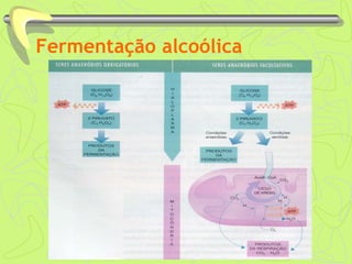 Fermentação alcoólica
 