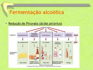 Fermentação alcoólica
• Redução do Piruvato (ácido pirúvico)
 