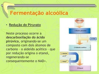 Fermentação alcoólica
• Redução do Piruvato
Neste processo ocorre a
descarboxilação do ácido
pirúvico, originando-se um
composto com dois átomos de
carbono – o aldeído acético – que
por redução origina o etanol,
regenerando-se
consequentemente o NAD+.
 