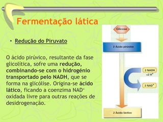 Fermentação lática
• Redução do Piruvato
O ácido pirúvico, resultante da fase
glicolítica, sofre uma redução,
combinando-se com o hidrogénio
transportado pelo NADH, que se
forma na glicólise. Origina-se ácido
lático, ficando a coenzima NAD+
oxidada livre para outras reações de
desidrogenação.
 
