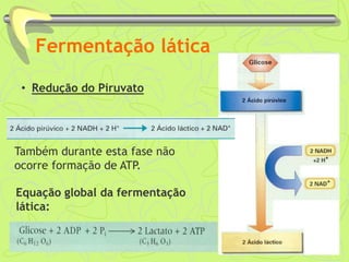 Fermentação lática
• Redução do Piruvato
Também durante esta fase não
ocorre formação de ATP.
Equação global da fermentação
lática:
 