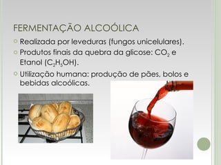 FERMENTAÇÃO ALCOÓLICA Realizada por leveduras (fungos unicelulares). Produtos finais da quebra da glicose: CO 2  e Etanol (C 2 H 5 OH). Utilização humana: produção de pães, bolos e bebidas alcoólicas. 