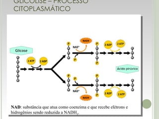 GLICÓLISE – PROCESSO CITOPLASMÁTICO NAD : substância que atua como coenzima e que recebe elétrons e hidrogênios sendo reduzida a NADH 2 . 