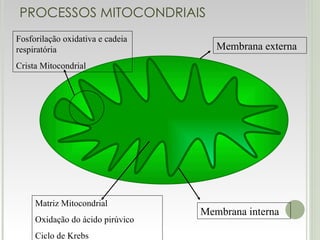 PROCESSOS MITOCONDRIAIS Membrana interna Membrana externa Matriz Mitocondrial Oxidação do ácido pirúvico Ciclo de Krebs Fosforilação oxidativa e cadeia respiratória Crista Mitocondrial 