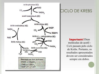 CICLO DE KREBS Importante!  Duas moléculas de acetil - CoA passam pelo ciclo de Krebs. Portanto, os resultados apresentados devem ser considerados sempre em dobro. 