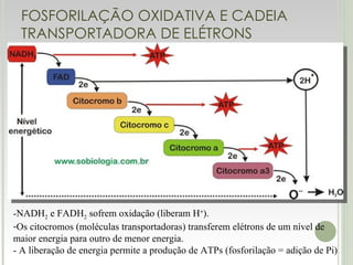 FOSFORILAÇÃO OXIDATIVA E CADEIA TRANSPORTADORA DE ELÉTRONS NADH 2  e FADH 2  sofrem oxidação (liberam H + ). Os citocromos (moléculas transportadoras) transferem elétrons de um nível de maior energia para outro de menor energia. - A liberação de energia permite a produção de ATPs (fosforilação = adição de Pi) 
