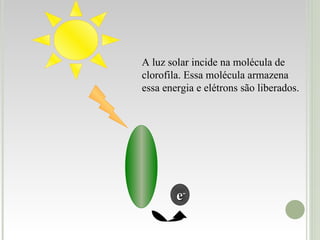 e - A luz solar incide na molécula de clorofila. Essa molécula armazena essa energia e elétrons são liberados. 