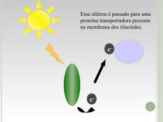 e - e - Esse elétron é passado para uma proteína transportadora presente na membrana dos tilacóides. 