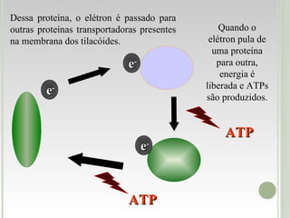 e - e - e - ATP ATP Dessa proteína, o elétron é passado para outras proteínas transportadoras presentes na membrana dos tilacóides.  Quando o elétron pula de uma proteína para outra, energia é liberada e ATPs são produzidos. 