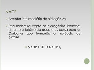 NADP Aceptor intermediário de hidrogênios. Essa molécula capta os hidrogênios liberados durante a fotólise da água e os passa para os Carbonos que formarão a molécula de glicose. NADP + 2H    NADPH 2 