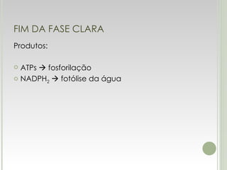 FIM DA FASE CLARA Produtos: ATPs    fosforilação NADPH 2     fotólise da água 