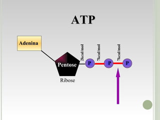 Adenina Pentose ATP Ribose P P P 2kcal/mol 7kcal/mol 7kcal/mol 