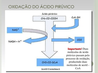 OXIDAÇÃO DO ÁCIDO PIRÚVICO Importante!  Duas moléculas de ácido pirúvico passam pelo processo de oxidação, produzindo duas moléculas de acetil - CoA 