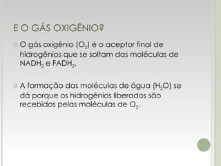 E O GÁS OXIGÊNIO? O gás oxigênio (O 2 ) é o aceptor final de hidrogênios que se soltam das moléculas de NADH 2  e FADH 2 . A formação das moléculas de água (H 2 O) se dá porque os hidrogênios liberados são recebidos pelas moléculas de O 2 . 