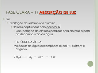 FASE CLARA – 1)  ABSORÇÃO DE LUZ Luz Excitação dos elétrons da clorofila Elétrons capturados pelo  aceptor Q Recuperação de elétrons perdidos pela clorofila a partir da decomposição da água FOTÓLISE DA ÁGUA Moléculas de água decompõem-se em H + , elétrons e oxigênio.  2 H 2 O ------  O 2   +  4 H +   +  4 e - 