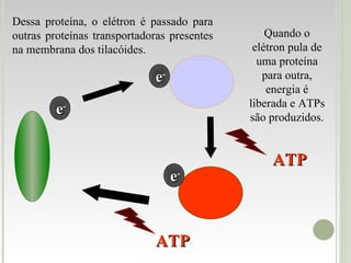 e - e - e - ATP ATP Dessa proteína, o elétron é passado para outras proteínas transportadoras presentes na membrana dos tilacóides.  Quando o elétron pula de uma proteína para outra, energia é liberada e ATPs são produzidos. 