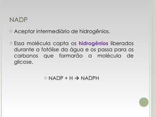 NADP Aceptor intermediário de hidrogênios. Essa molécula capta os  hidrogênios  liberados durante a fotólise da água e os passa para os carbonos que formarão a molécula de glicose. NADP + H    NADPH 