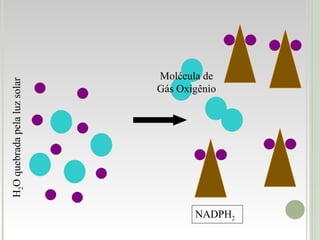 NADPH 2 H 2 O quebrada pela luz solar Molécula de Gás Oxigênio 