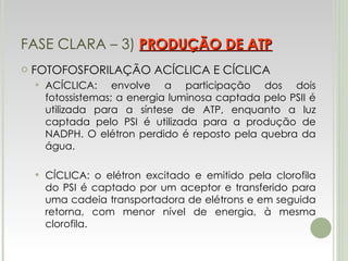 FASE CLARA – 3)  PRODUÇÃO DE ATP FOTOFOSFORILAÇÃO ACÍCLICA E CÍCLICA ACÍCLICA: envolve a participação dos dois fotossistemas; a energia luminosa captada pelo PSII é utilizada para a síntese de ATP, enquanto a luz captada pelo PSI é utilizada para a produção de NADPH. O elétron perdido é reposto pela quebra da água. CÍCLICA: o elétron excitado e emitido pela clorofila do PSI é captado por um aceptor e transferido para uma cadeia transportadora de elétrons e em seguida retorna, com menor nível de energia, à mesma clorofila. 